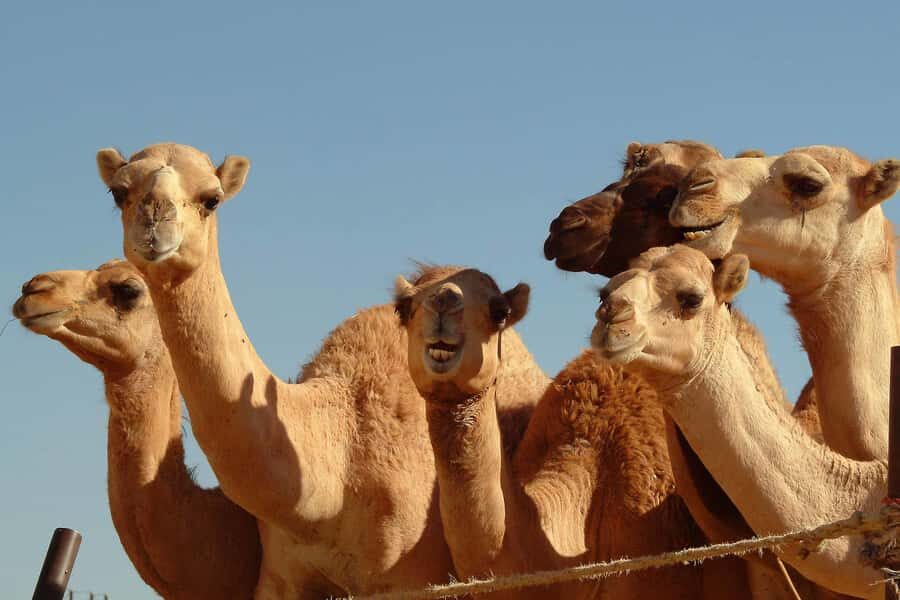 From Dubai: Al Ain Garden City Full-Day Sightseeing Tour - The Hajar Mountains drive: scenery that keeps shifting