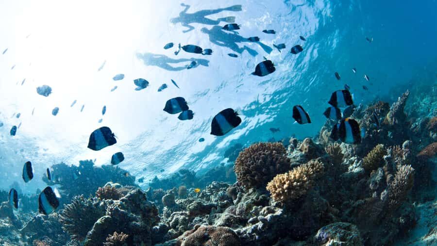 From Dubai: Discovery Scuba Diving & Snorkeling In Fujairah - Key Things to Know Before You Go