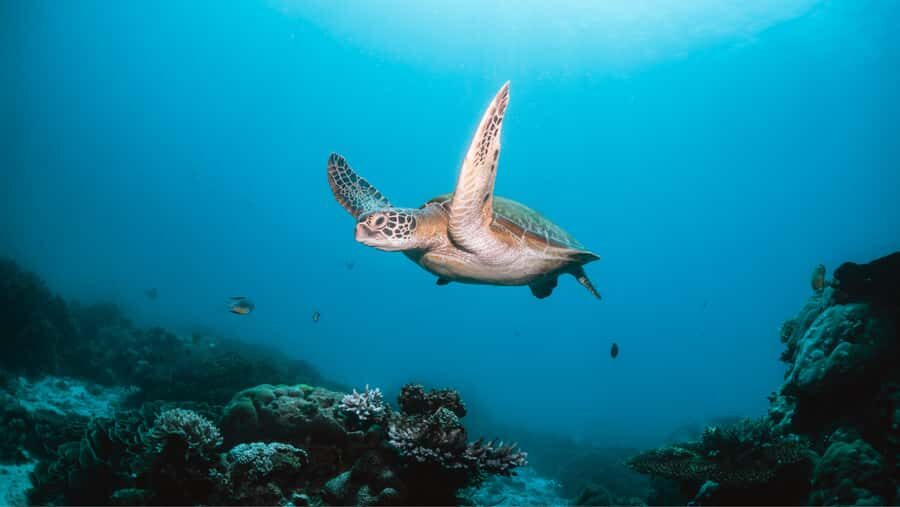From Dubai: Discovery Scuba Diving & Snorkeling In Fujairah - The Try Session: Equipment, Theory, and the First Underwater Descent
