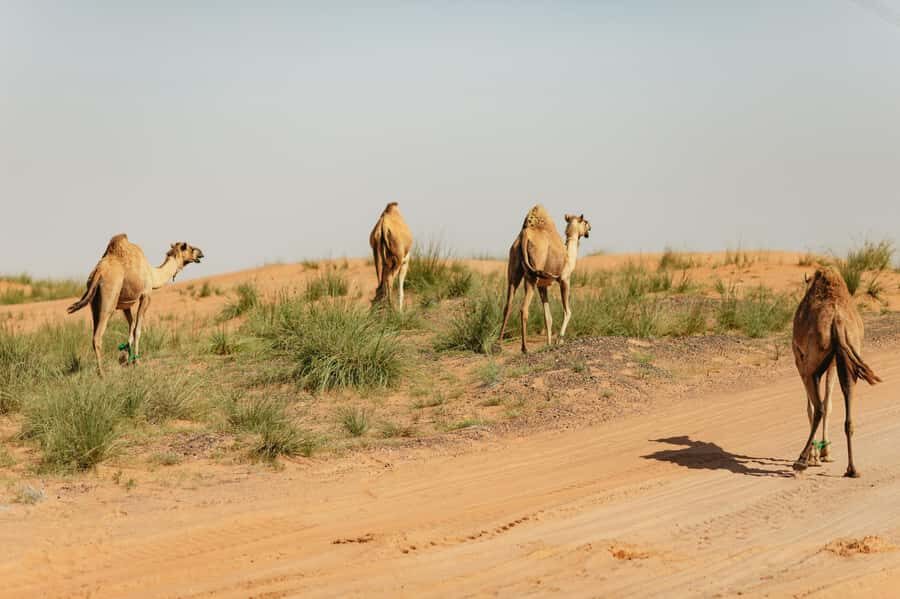 From Dubai: Fujairah East Coast Tour - Fujairah Museum + Heritage Village: the “how people lived” section of the day