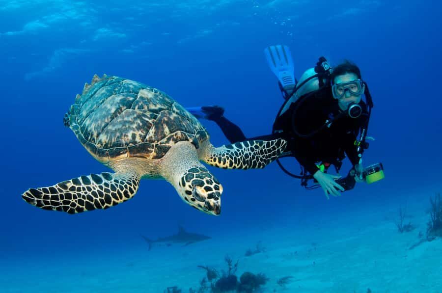 From Dubai: Fujairah Half-Day Scuba Dive and Snorkeling - Why Fujairah’s reefs work for first-timers