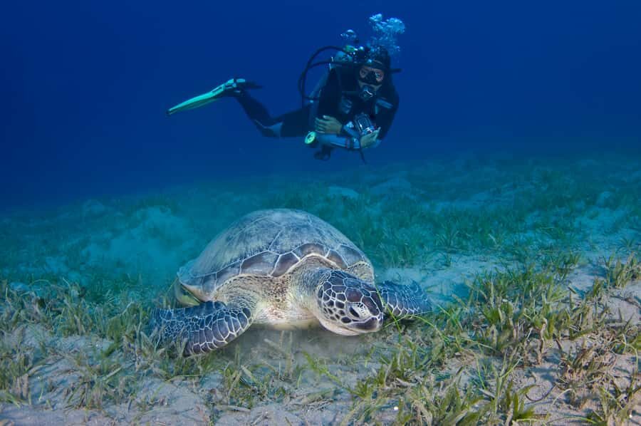 From Dubai: Fujairah Half-Day Scuba Dive and Snorkeling - What’s included vs what costs extra