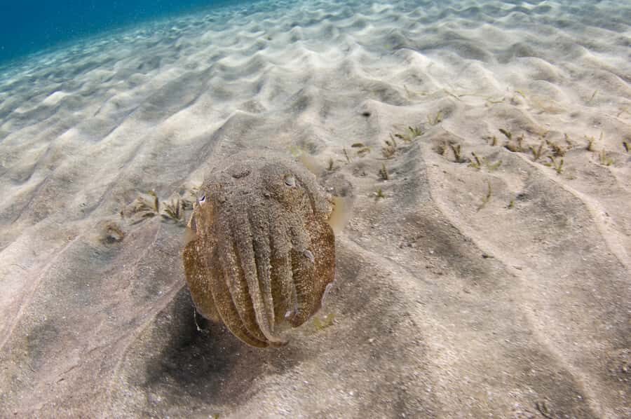 From Dubai: Fujairah Half-Day Scuba Dive and Snorkeling - Price and logistics: is $157 good value?