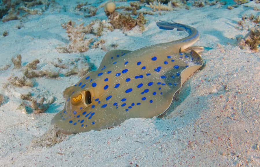 From Dubai: Fujairah Half-Day Scuba Dive and Snorkeling - The long morning ride: Dubai pickup to the harbour