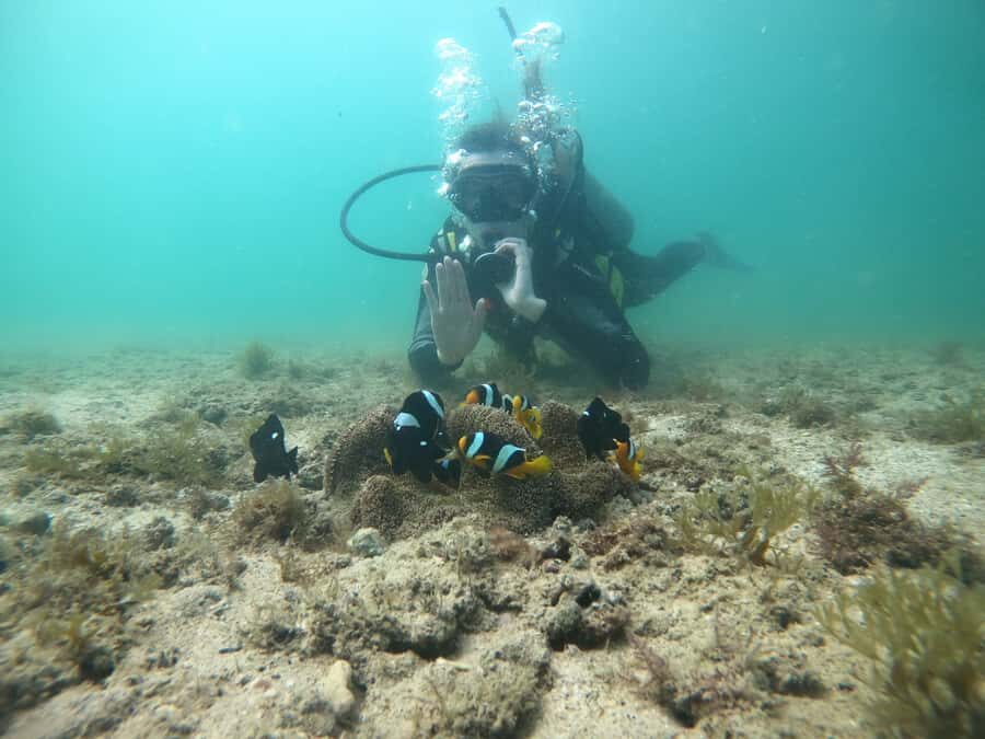 From Dubai: Fujairah Scuba Dive and Snorkeling - How the snorkeling fits in (and what to expect from the water time)
