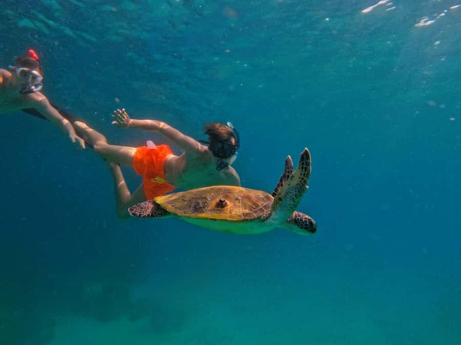 From Dubai: Fujairah Snorkeling with Turtles, Transfer & BBQ - Key things you’ll notice fast
