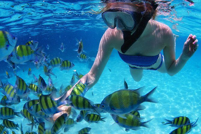 From Dubai: Snorkeling trip in Fujairah - Snorkeling in Fujairah: fish, turtles, and the reality of the reef