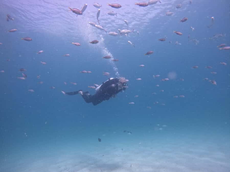 From Dubai: Try Scuba Diving, Snorkeling with BBQ & Transfer - Quick hits before you go