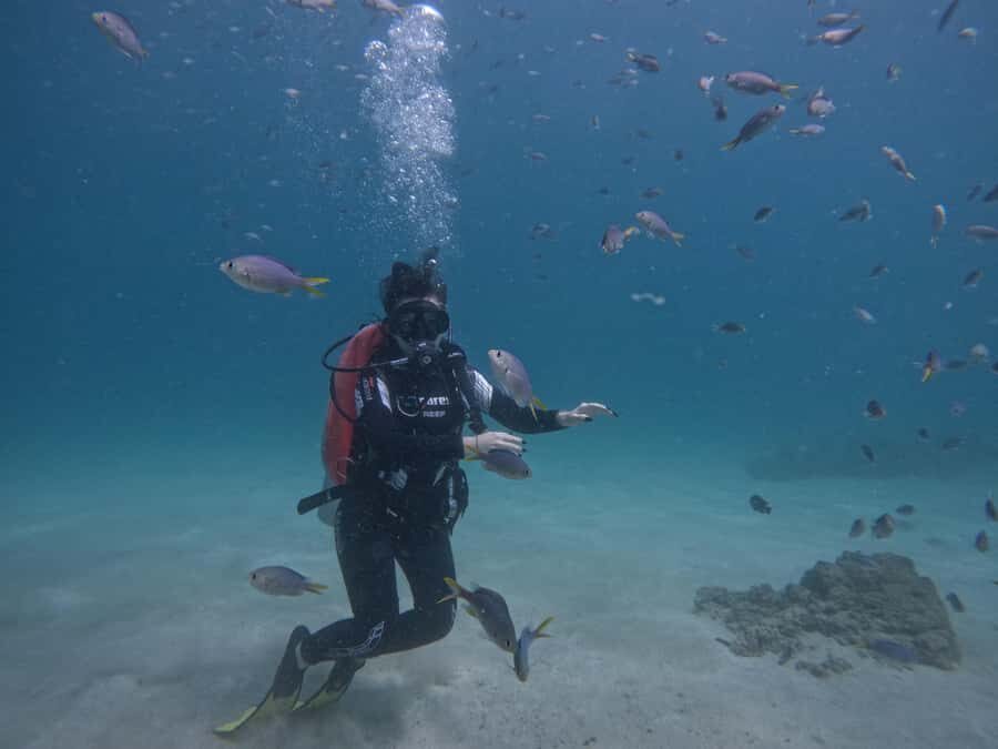 From Dubai: Try Scuba Diving, Snorkeling with BBQ & Transfer - Fujairah’s reefs vs staying in Dubai