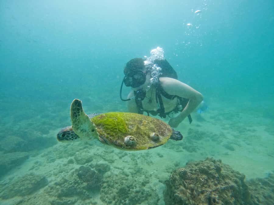 From Dubai: Try Scuba Diving, Snorkeling with BBQ & Transfer - Price and value: is $163 a smart deal?