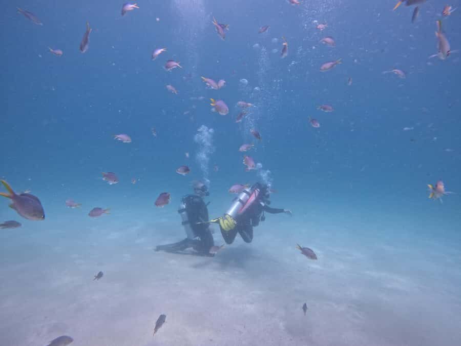 From Dubai: Try Scuba Diving, Snorkeling with BBQ & Transfer - The full itinerary: Dubai pickup, van ride, and first sea stop