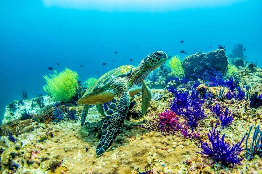 Fujairah: 2 Fun Dive Experience for Certified Divers - Quick hits before you go