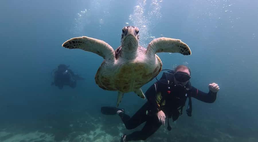 Fujairah: 2 Fun Dive Experience for Certified Divers - The 4-hour rhythm: two tanks without the chaos