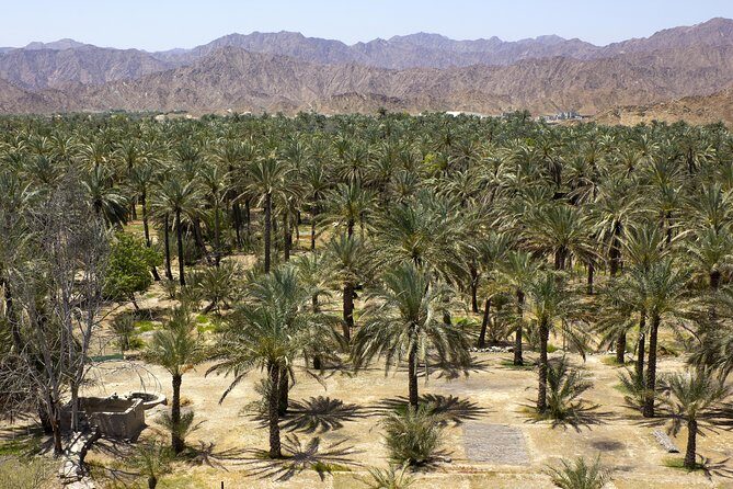 Fujairah Full-Day Tour from Dubai With Spanish-Speaking Guide - Timing and pacing: what an 8-hour day means for your energy
