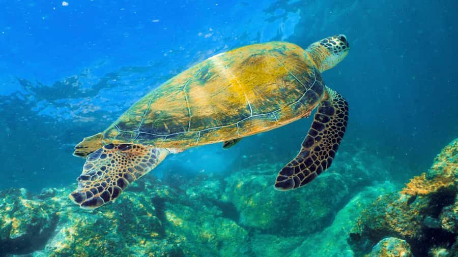 Fujairah: Snorkeling Trip with Equipment - Fujairah snorkeling that targets turtles and reef sharks
