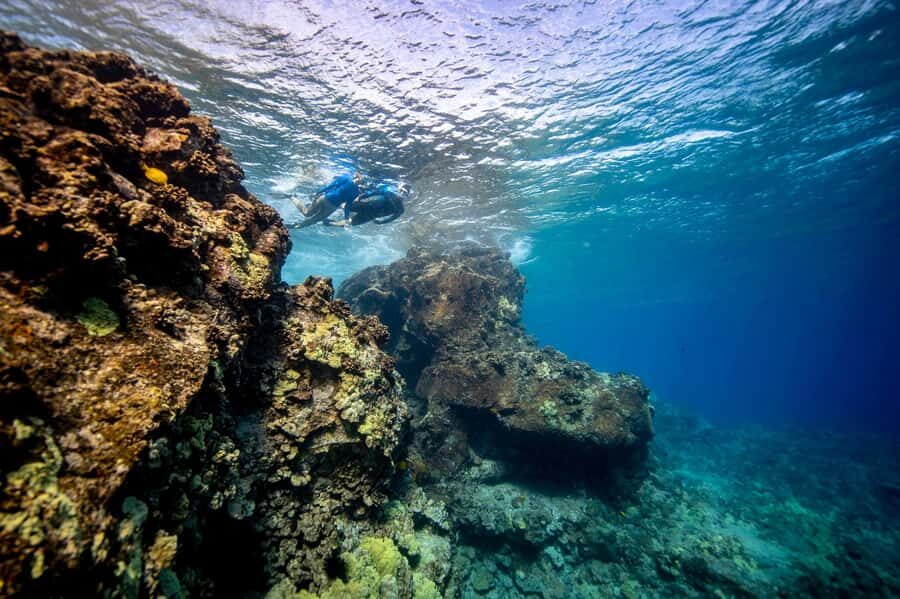 Fujairah: Snorkeling Trip with Equipment - What you’ll actually see under the surface