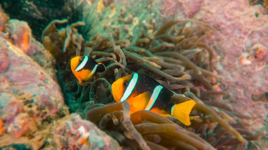 Fujairah: Snorkeling Trip with Equipment - Price and value: what $76 really covers