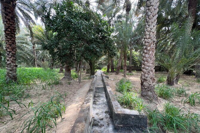 Full Day Al Ain City Tour with Lunch - Al Ain Oasis UNESCO: the part you’ll remember after the photos