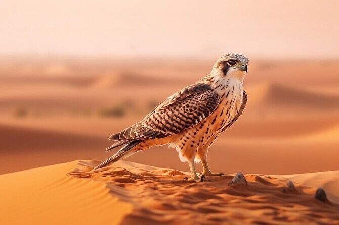 Hot air Balloon Dubai Magical Morning Without Breakfast - What You’ll See from Above: Dunes, Camels, and Early Light