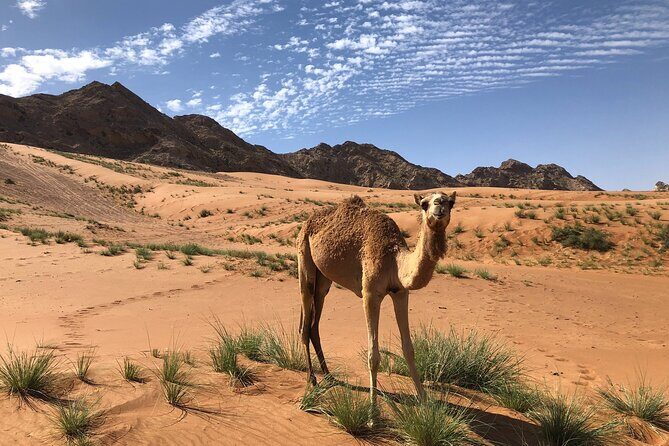 Journey to the Heart of the Emirates - Mahafiz: Ghaf tree, ancient riverbed, and fossil hunting vibes