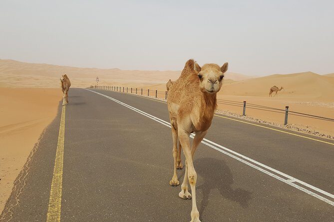 Liwa Oasis Desert Drive from Abu Dhabi - Watching for Gazelles, Lizards, and Rabbits