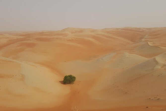 Liwa Oasis Desert Drive from Abu Dhabi - A Camel Farm Detour You Might Want to Expect