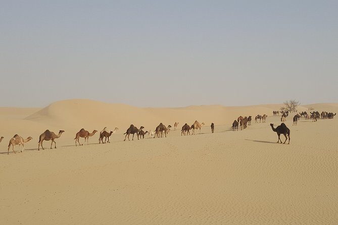 Liwa Oasis Desert Drive from Abu Dhabi - How the Timing Works in a 9-Hour Day
