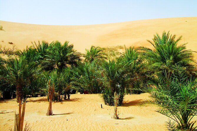 Liwa Over Night Safari - Stargazing in the Desert Night: When the Sky Becomes the Activity