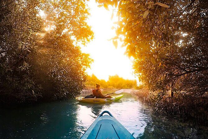 Mangrove Kayaking Abu Dhabi - Key highlights to know before you go