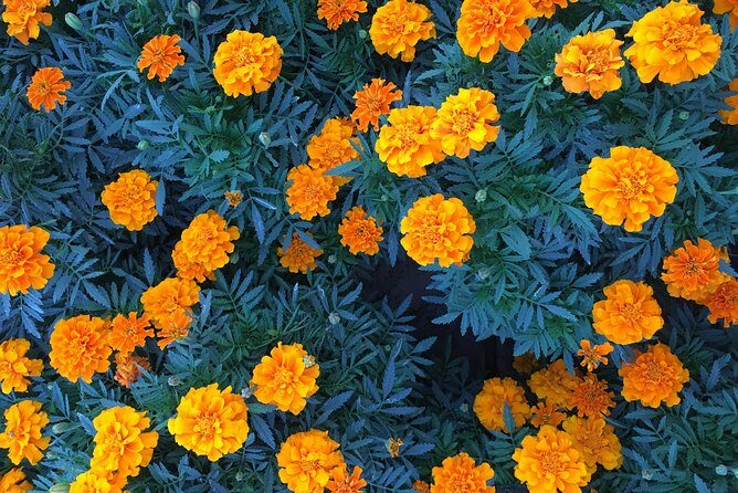 Miracle Garden & Butterfly Garden with Ticket & Private Transfers - Timing tips: when to go for comfort and photos