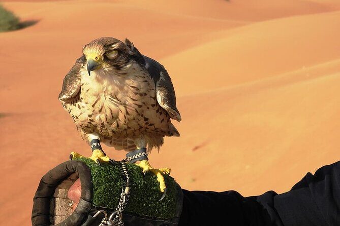 Morning Desert Safari - Price and value: is $39.07 really enough?