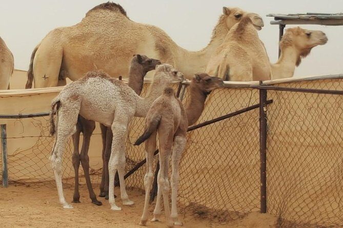 Morning Desert Safari with Camel Ride and Sandboarding - Pickup and transport: door-to-door convenience in a 4x4