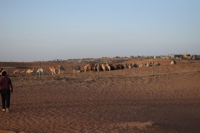 Morning Desert Safari with Camel Ride & Sand Boarding - Who should book this safari, and who should rethink it