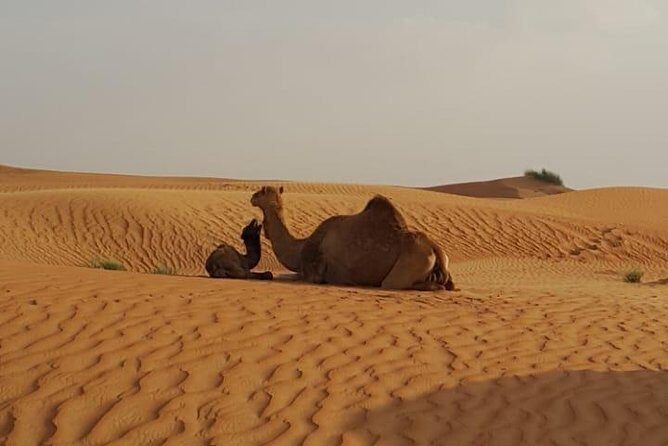 Morning Desert Safari with Camel Rides, Sand Boards and Dune Bashing - Key Highlights You’ll Feel Right Away