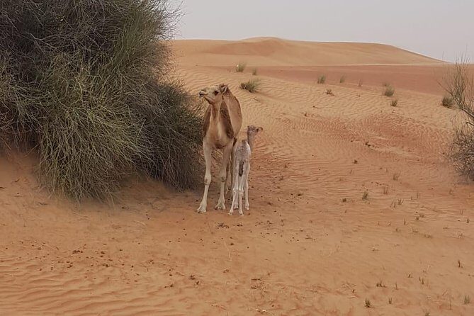 Morning Desert Safari with Camel Rides, Sand Boards and Dune Bashing - Fossil Rock Stop: A Geology Break That Makes the Desert Feel Real