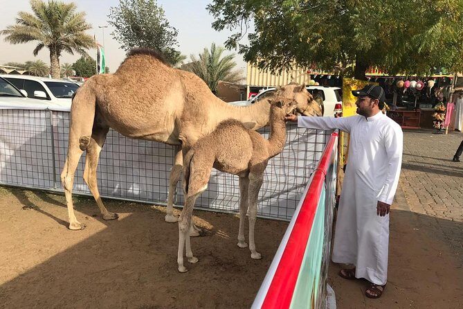 Morning Dubai Desert Safari with Sand boarding and Camel Ride - Group Size and the Flow of the Morning
