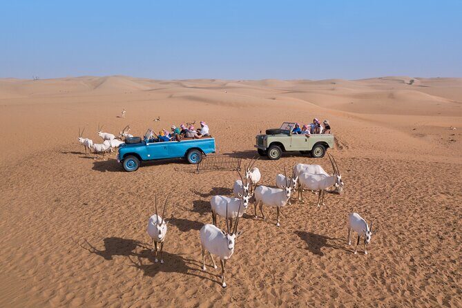 Morning Falconry & Nature Desert Safari with Transfers from Dubai - Breakfast in a Bedouin camp, then a camel ride