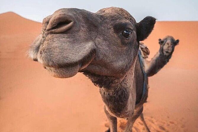Morning Thrilling Dune bashing , Send Boarding & Camel ride - Sunset Light and Photo Moments on the Dune Top