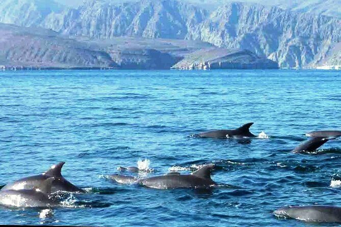 Musandam Khasab Day Trip From Ras Al Khaimah - Road to Oman: where your day can speed up or stall