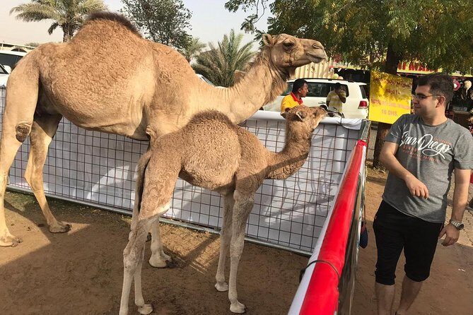 Premium Dubai Desert Safari and Quad Bike Ride - Camel ride, henna, and the camp atmosphere that ties it together