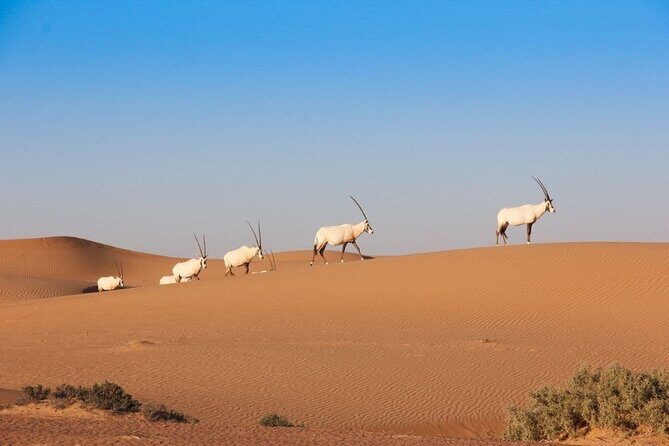 Premium Dubai Desert Safari Experience - Optional City Stops You Might See on the Route: Mosque, Outlet Mall, Stadium