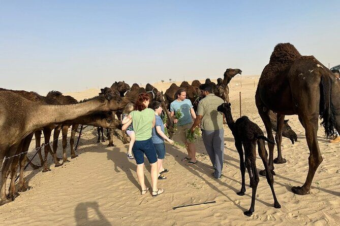 Private Abu Dhabi Sunset Desert Safari with Sand Boarding - Private Pickup in an AC 4x4: How the Timing Works