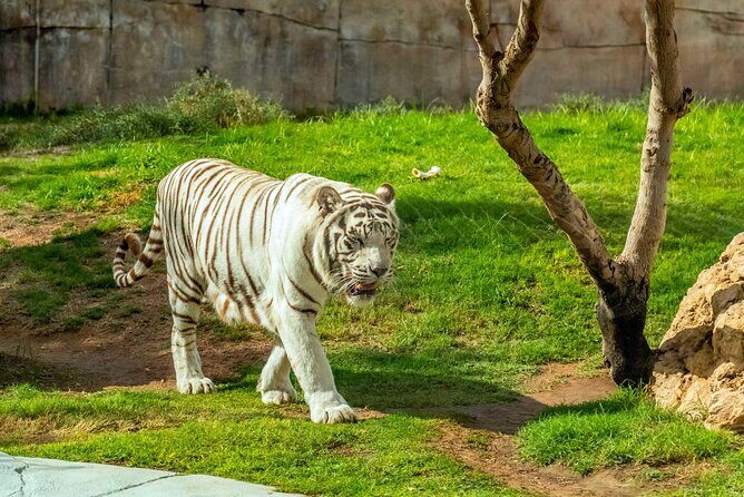 Private Al Ain Tour by 4x4 Vehicle with Zoo Tickets - Price and Value: Is $299 Per Group Worth It?