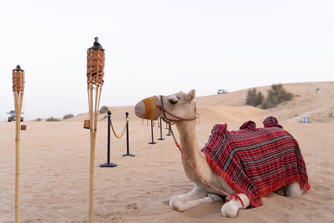 Private Car: Evening Desert Safari with BBQ Dinner - Falcon Photo Included: A Small Add-On with Big “I’ll Remember This” Energy