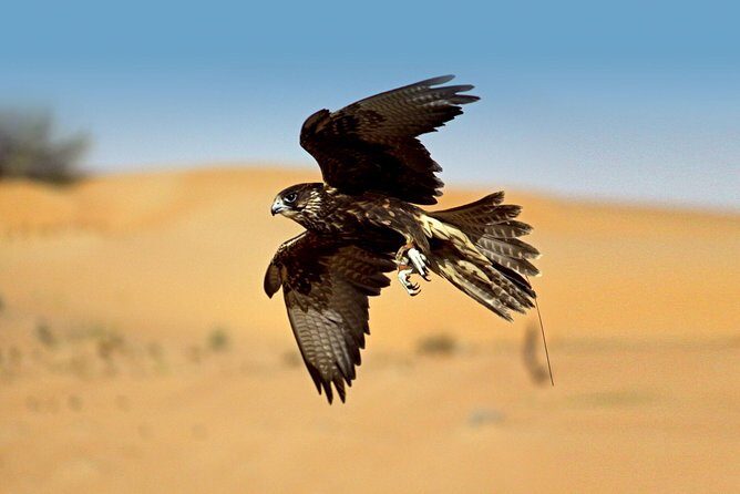 Private Falconry Experience and Nature Desert Safari in Dubai - A 5:30 AM Start That Actually Makes Sense