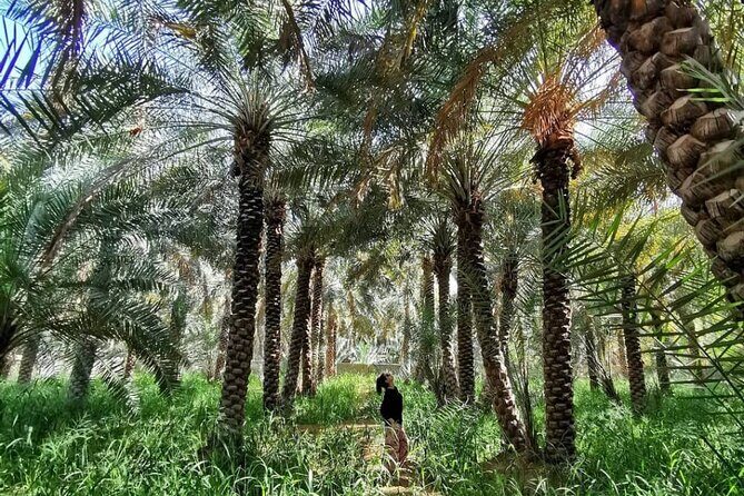 Private Full Day Al Ain City Tour - Al Ain Camel Market: local commerce and a distinct Al Ain vibe