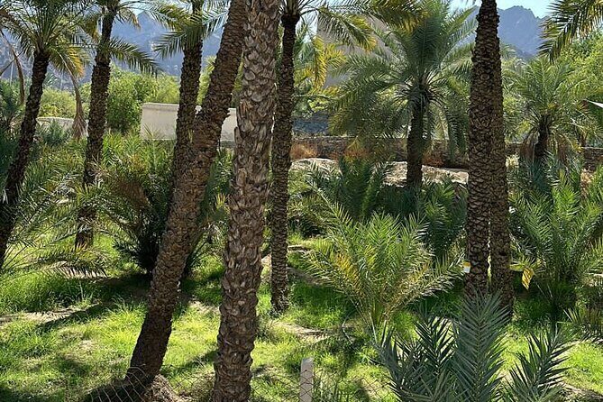Private Full Day Hatta Visit Dam Heritage Village Lake - Swan Lake Bridge: Birdwatching Break (Bring Binoculars)