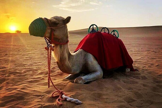 Private Morning Desert Safari: Camel Ride, Sandboarding Adventure - Sandboarding on golden dunes: the one activity you’ll remember