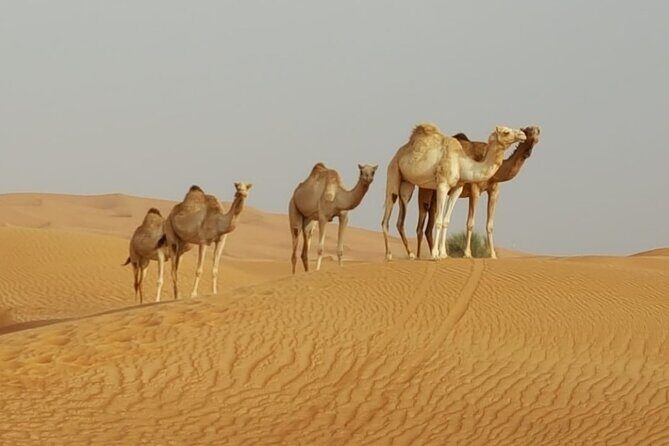 Private Morning Desert Safari From Dubai - Who this private morning safari suits best