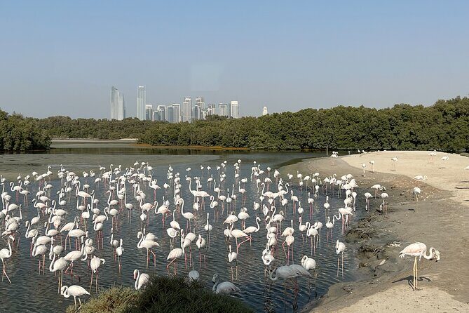 Private Morning Desert Safari with Camel Ride Falcon Photos - How the morning runs, from pickup to Ras Al Khor